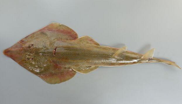  p>斑纹犁头鳐(学名: i>rhinobatos hynnicephalus /i>)是犁头鳐科