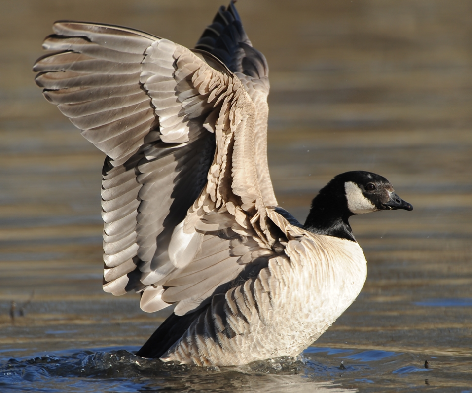  i>branta hutchinsii /i>):是一种分布于北美的鸭科黑雁属的黑色大雁
