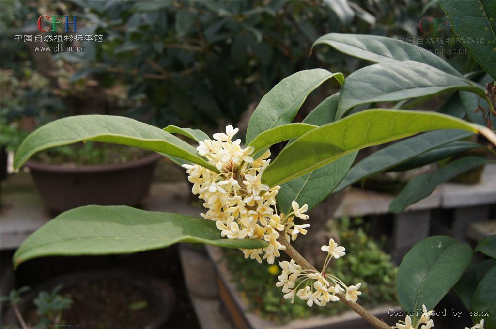  p data-id="gnwu25xshg">木樨属(学名: i>osmanthus /i> lour.
