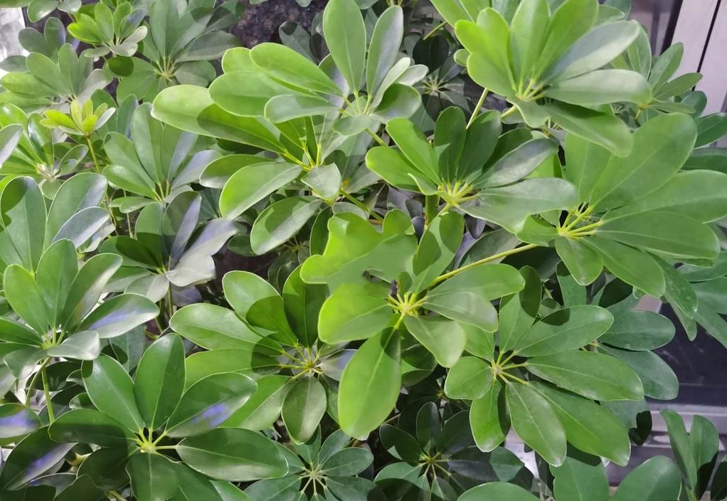  p>鹅掌柴,( i>schefflera octophylla  /i>(lour.