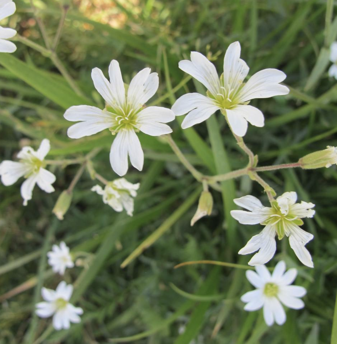 卷耳(卷耳诗经)