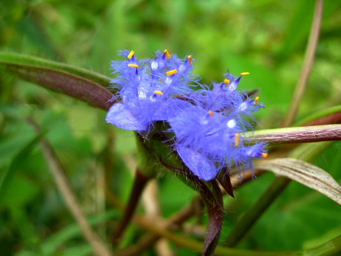  p>蓝耳草(学名: i>cyanotis vaga /i> (lour.) schultes. et j. h.