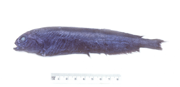 Xenodermichthys copei