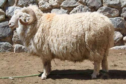 data-lemmaid="7810073">苏尼特羊 /a>(亦称戈壁蒙古羊)本品种中选育