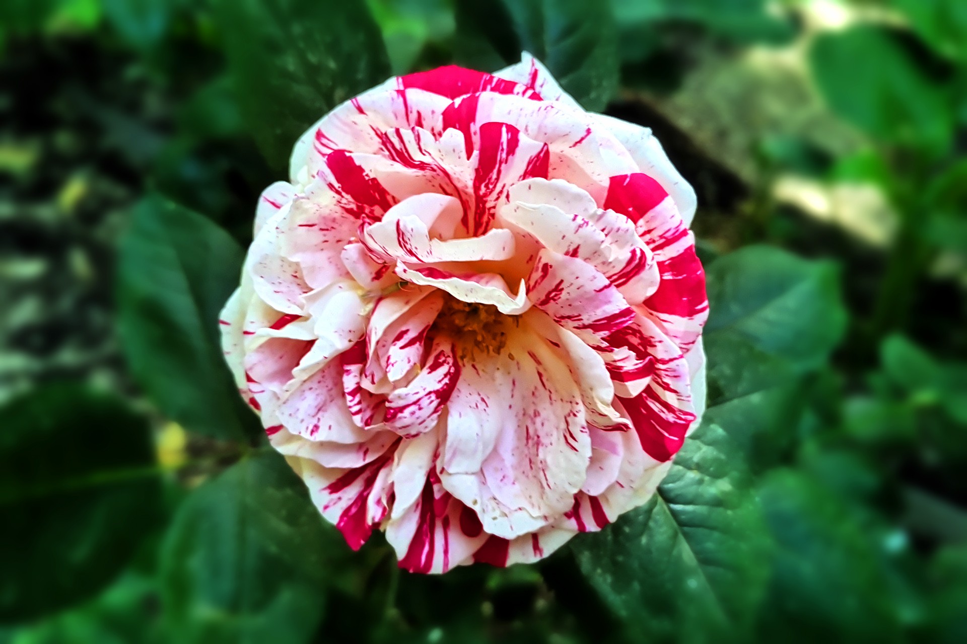  p>月季花(学名: i>rosa chinensis  /i>jacq.