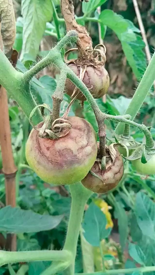 番茄晚疫病在番茄的整个生育期均可发生,幼苗,叶,茎,果实均可发病.