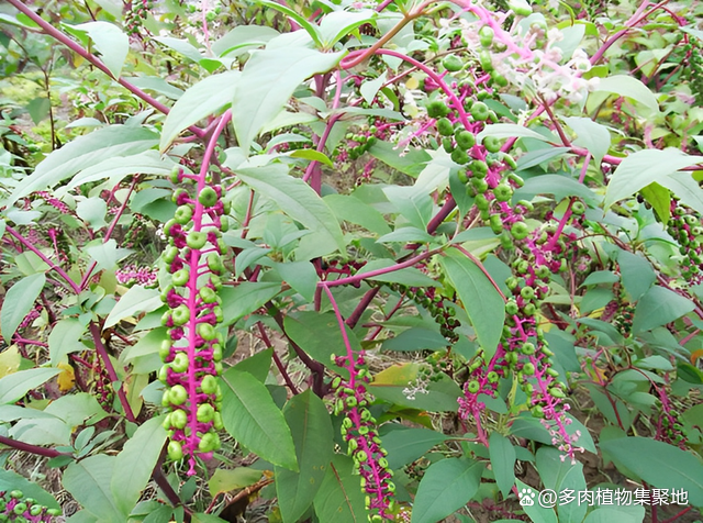 1种植物含有“毒性”，其中果实和根“毒性强”，但如今价值高！_百科TA说