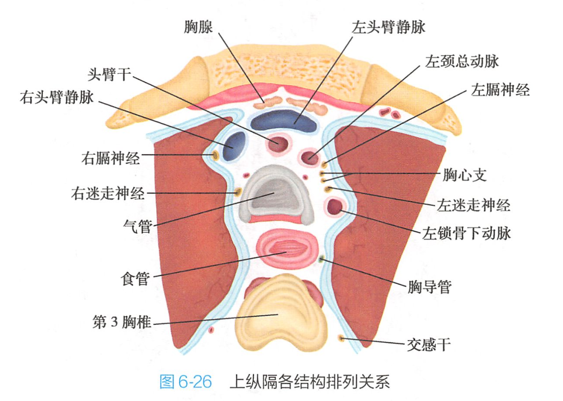 纵隔