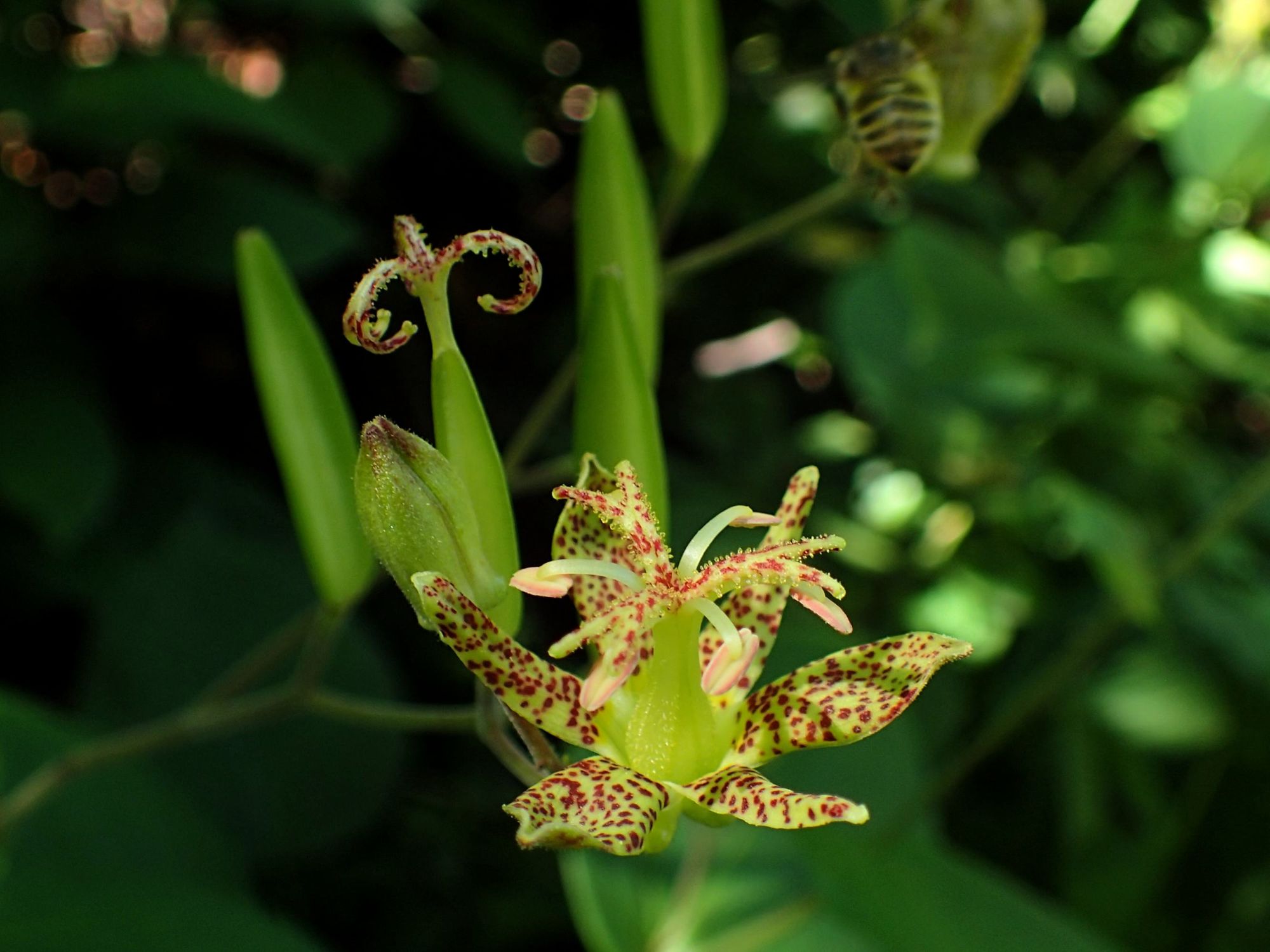 是百合科油点草属的多年生草木.
