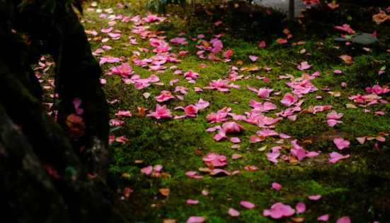 日语里的 椿花 原来就是中国的山茶花 百科ta说
