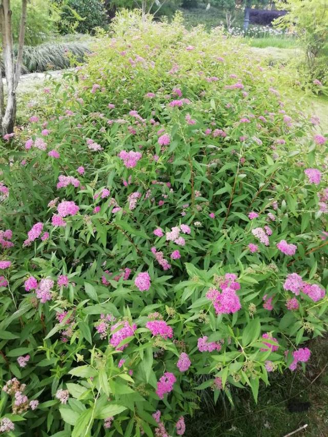 光叶粉花绣线菊(变种)