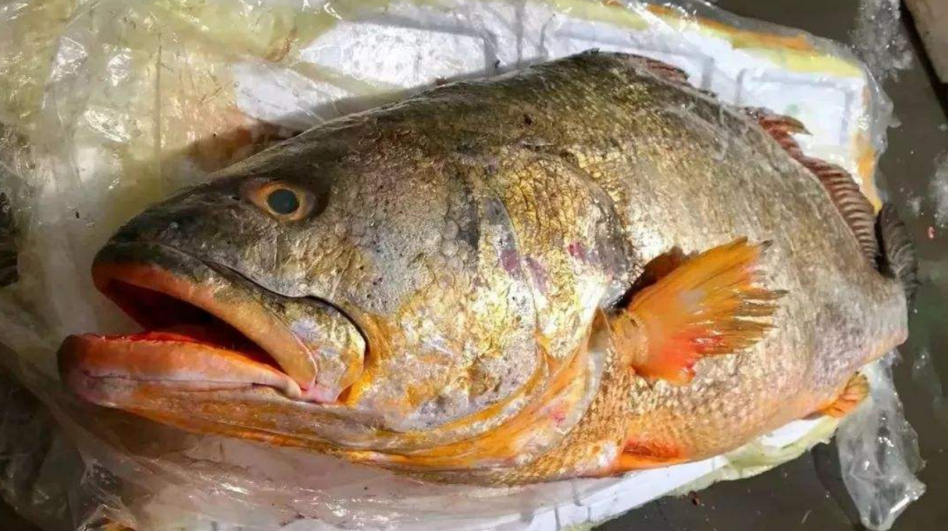  p>黄唇鱼(学名: i>bahaba taipingensis /i>)是石首鱼科,黄唇鱼属