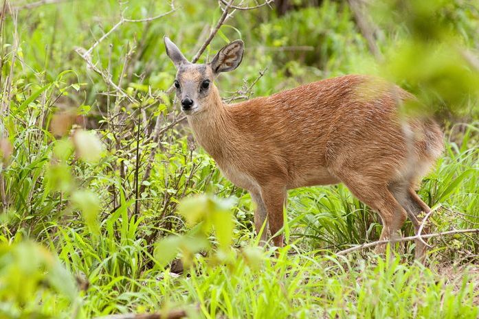  p>沙氏岩羚(学名: i>raphicerus sharpei /i>):是偶蹄目,牛科,岩羚属