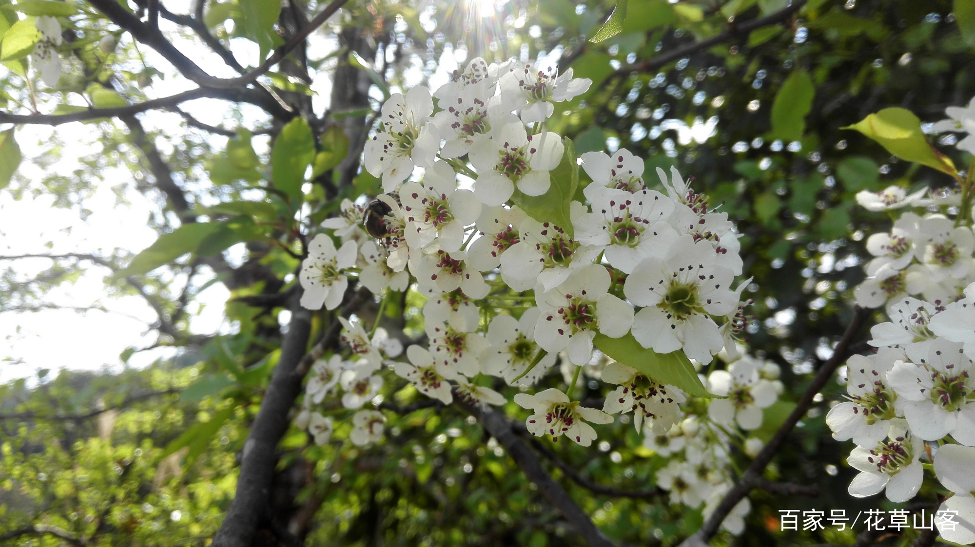 棠梨，一种小野梨，也叫豆梨，花果叶子都可以食用_百科TA说