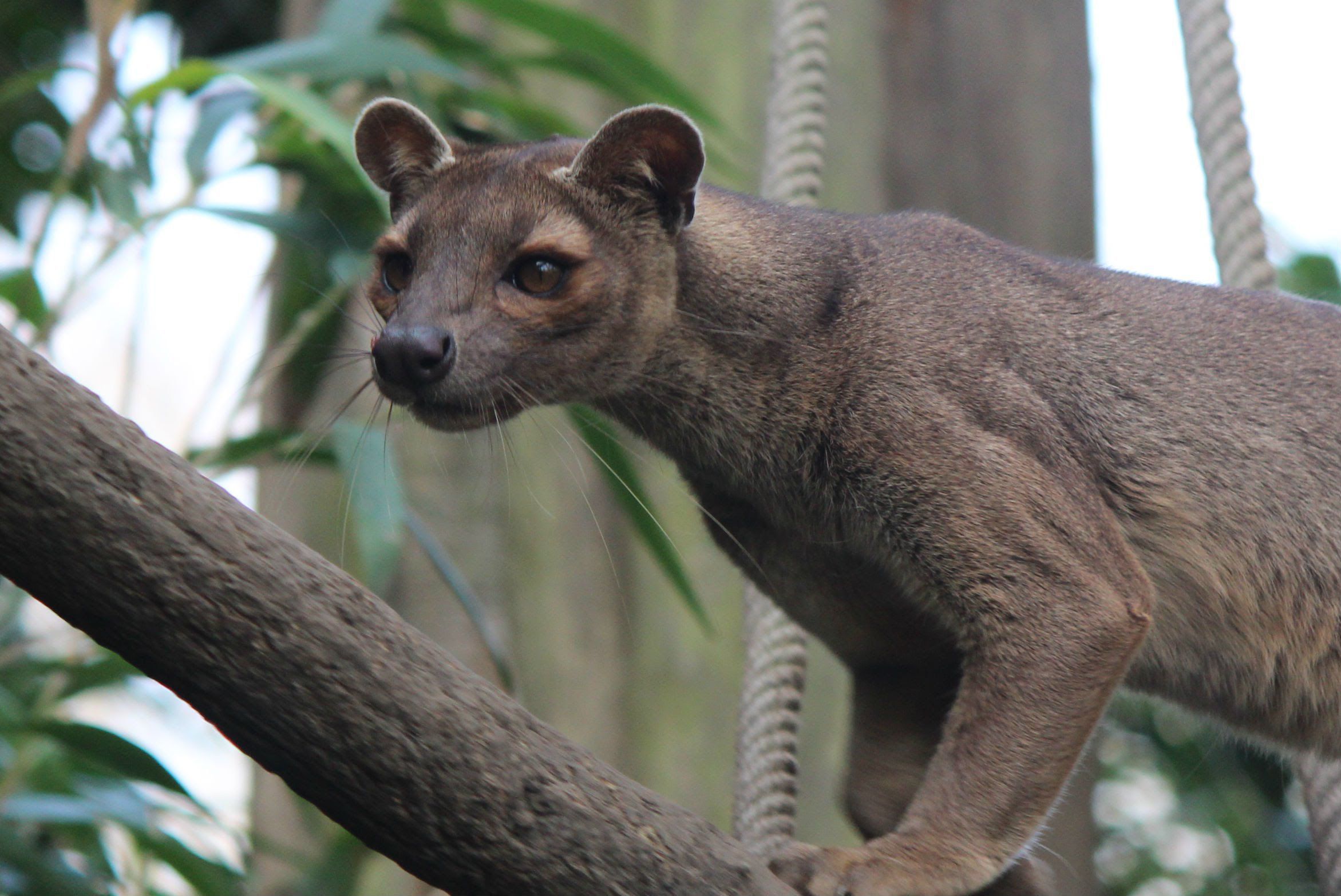  p>食蚁狸(falanouc ),又称马达加斯加獴(malagasy