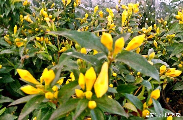 这 十大花卉 中哪个最香 花的香味浓淡与什么因素有关 百科ta说