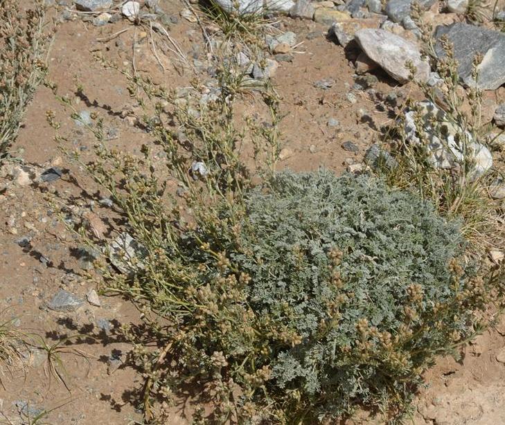 poljak.)是菊科,绢蒿属植物.