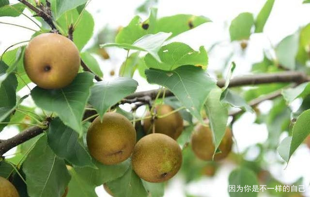 黄梨味道鲜美，易于销售_百科TA说
