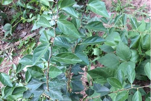 鼠李根(鼠李根别名) - 0415花卉网