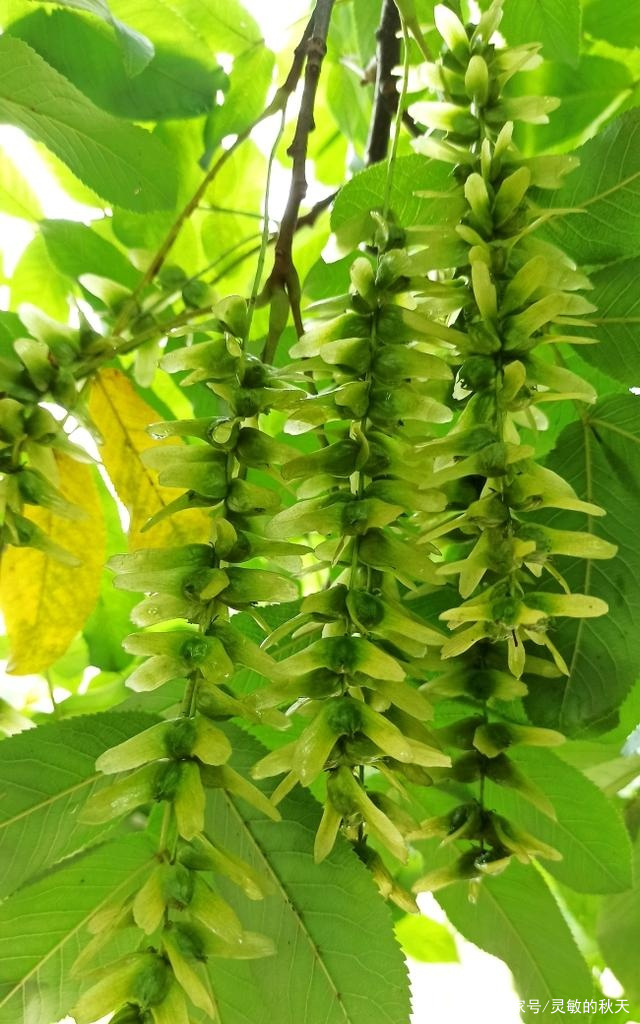 照片：枫杨花，只有我青翠像垂柳，一串相思像当年_百科TA说