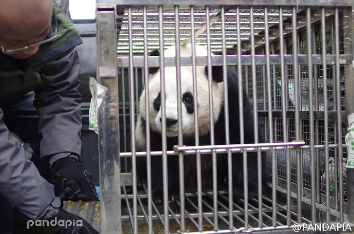  p data-id="tlpl7h5ffoce">文莉,雌性大熊猫,谱系号761.