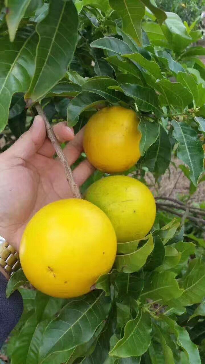 人称黄金果，非常珍贵一斤将近50，营养价值颇高，新种植风口？_百科TA说