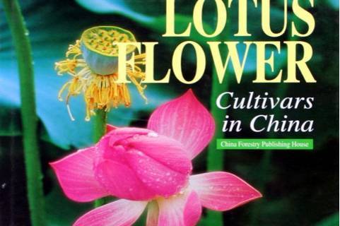 中国荷花品种图志:英文版