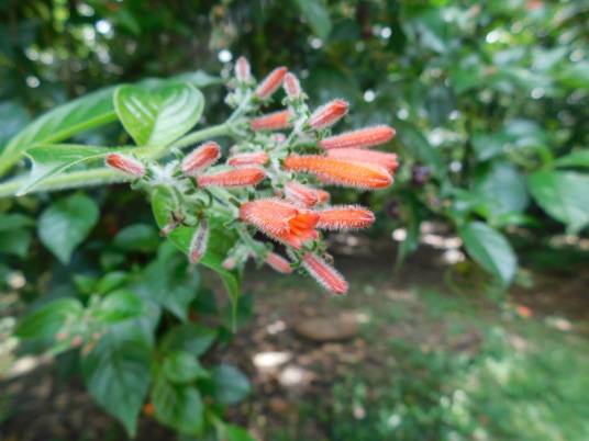 Hamelia rovirosae_百度百科