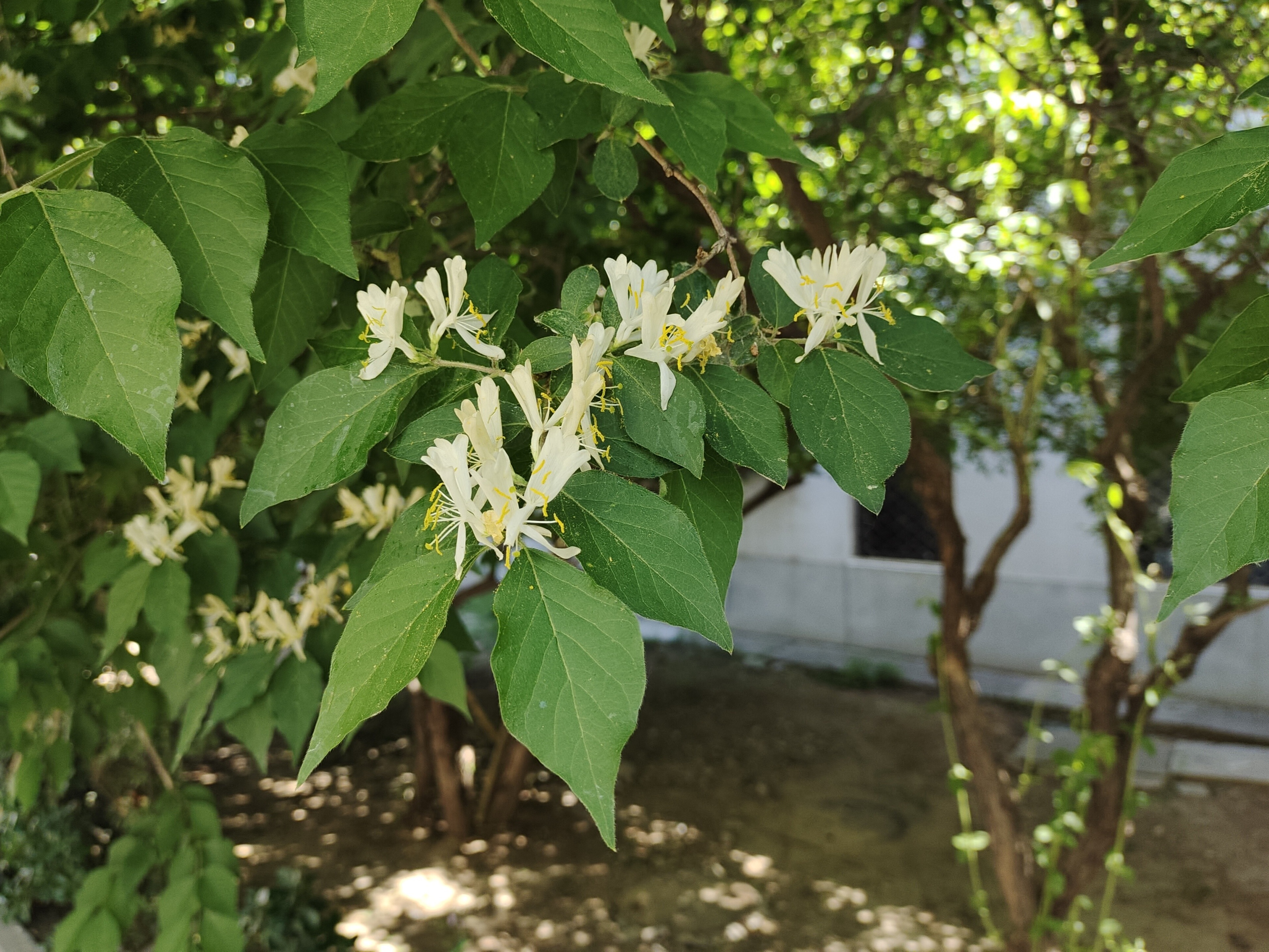 lonicera maackii