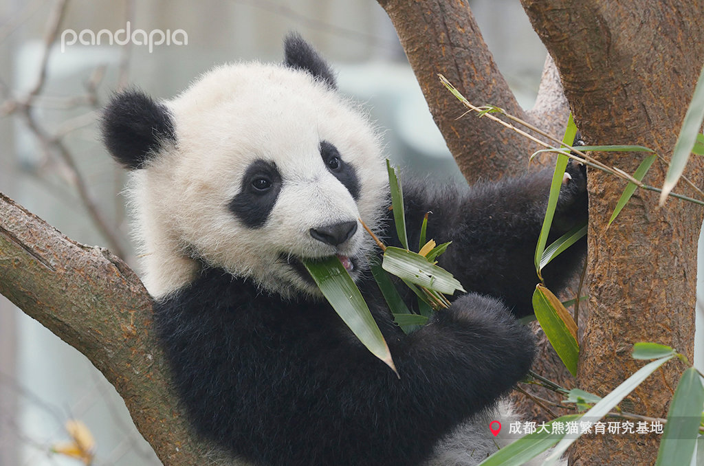 "t3u4okaunojg">润玥, a target="_blank" href="/item/大熊猫/34935"