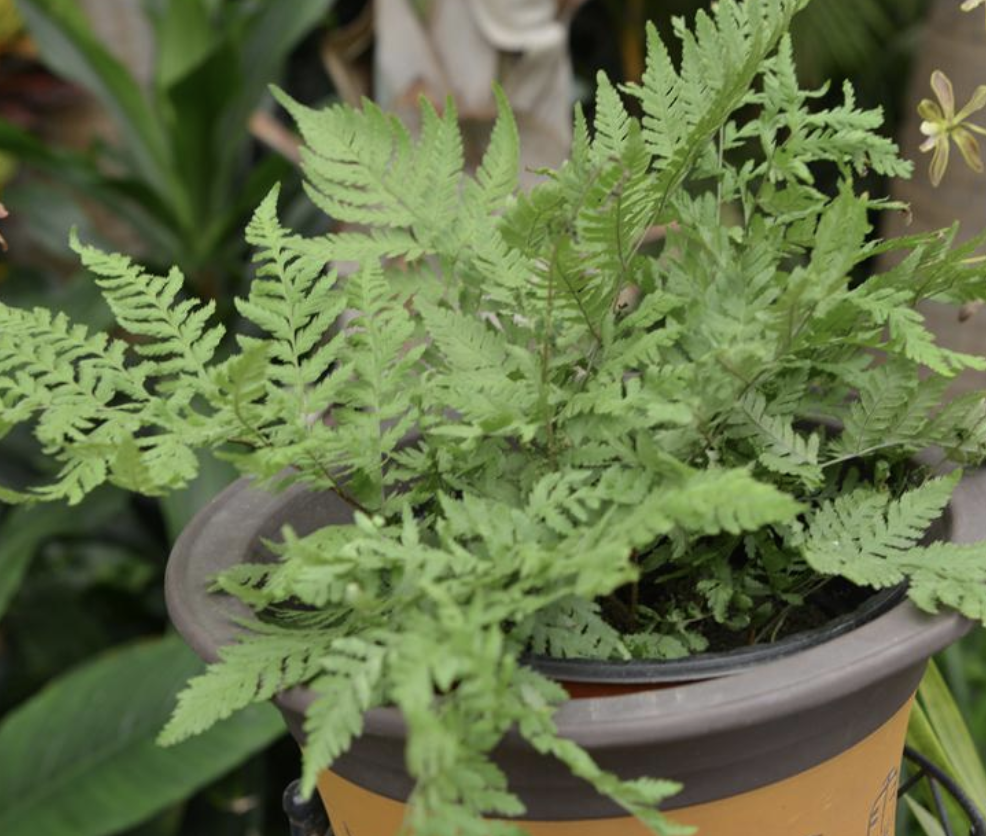  p>华北鳞毛蕨(学名: i>dryopteris goeringiana  /i>(kunze) koidz.