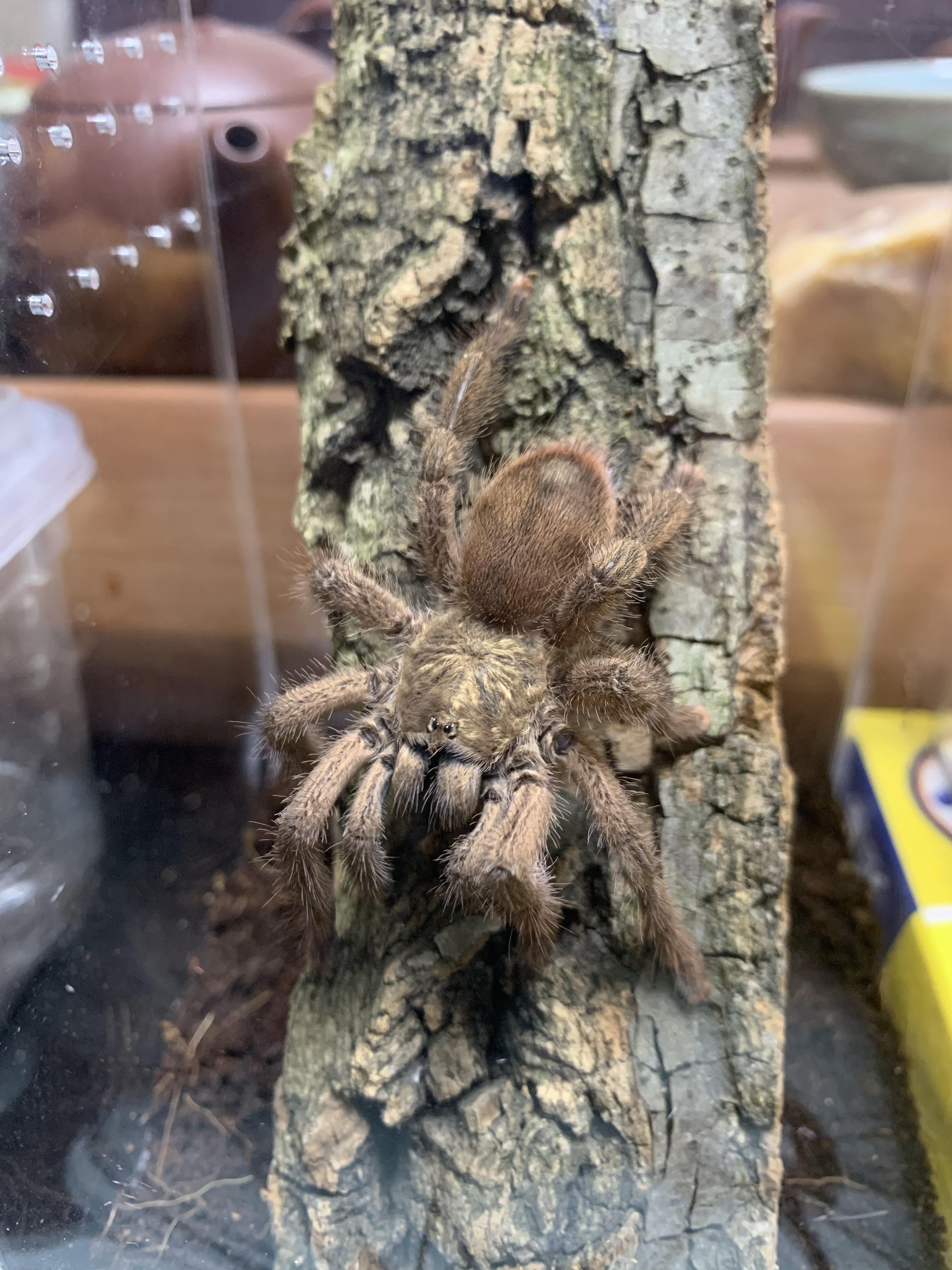 波多黎各金粉趾