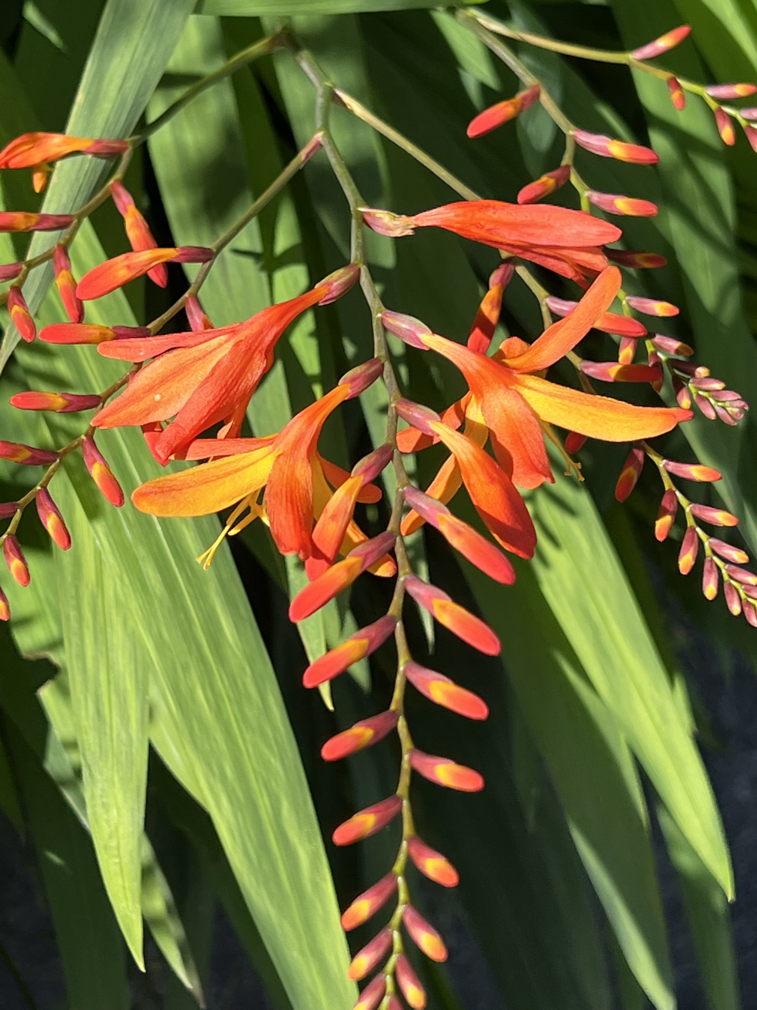 雄黄兰具扁球径,叶多基生,剑形;花茎由多花给成