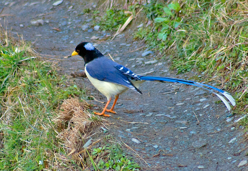  p>黄嘴蓝鹊(学名: i>urocissa flavirostris /i>)是鸦科,蓝鹊属的