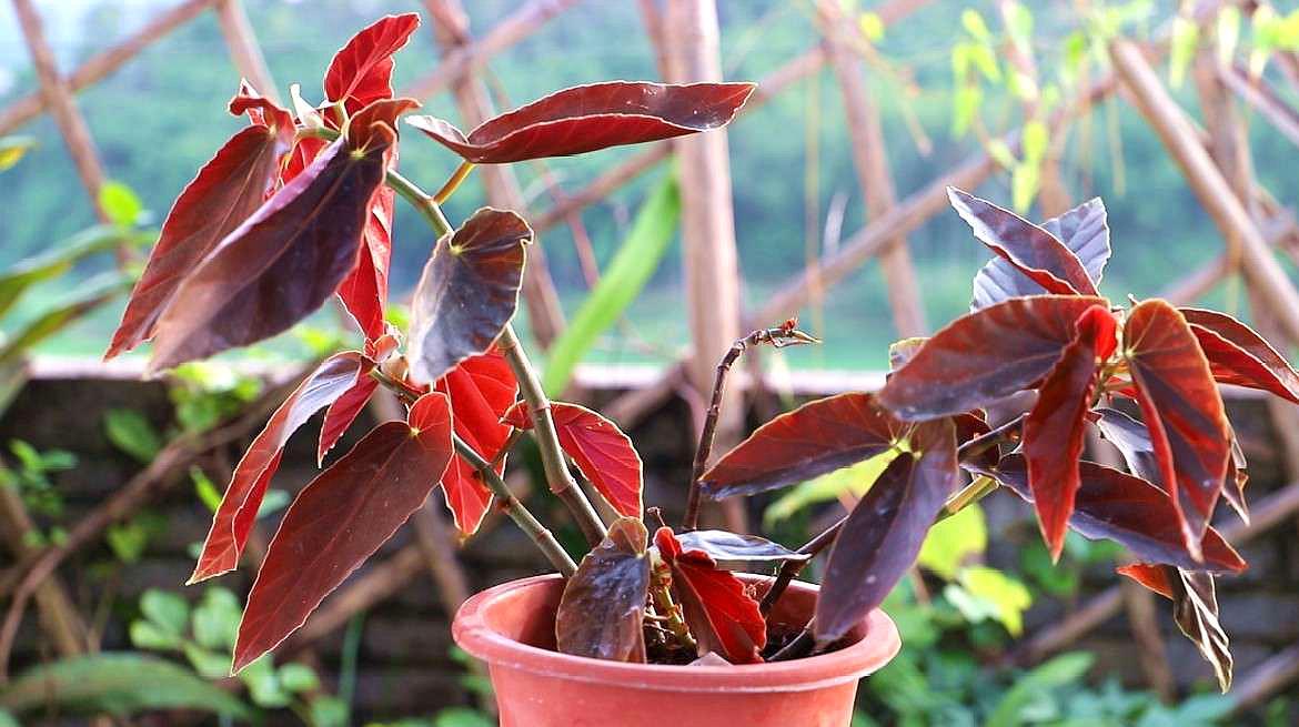 海棠花 蔷薇科苹果属植物 百度百科