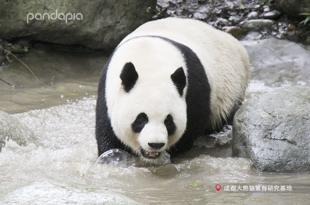 大熊猫绩丽