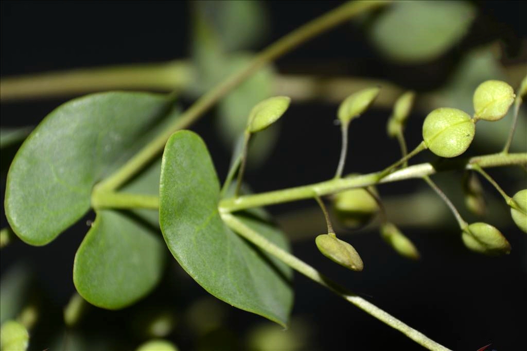  p>抱茎独行菜( i>lepidium perfoliatum  /i>linnaeus)是十字花科