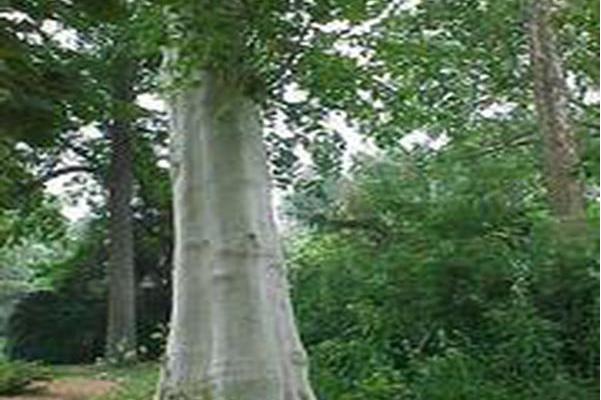 platanus × acerifolia