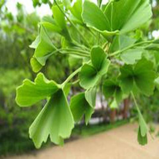 Ginkgo biloba 'Tubifolia'_百度百科