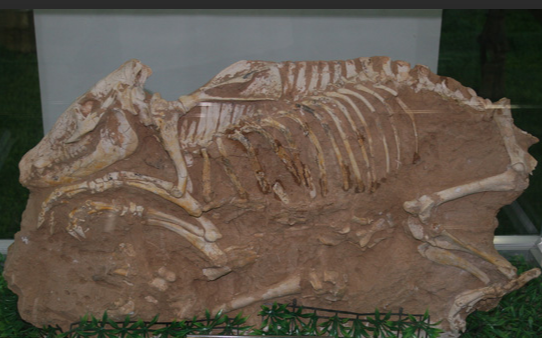 data-lemmaid="2253343">猪科 /a>动物,是一种动物化石,分布于山西 a