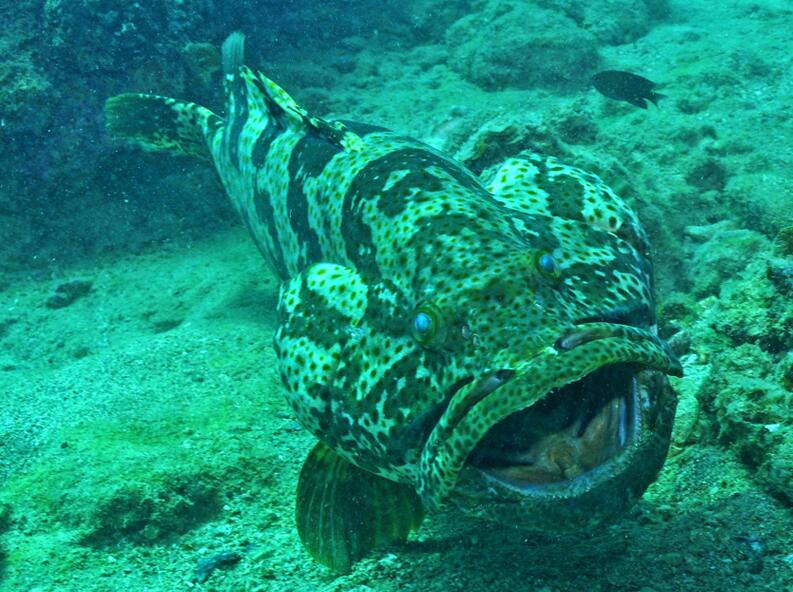  p>点带石斑鱼(学名: i> i>epinephelus coioides /i> /i>)是鮨科