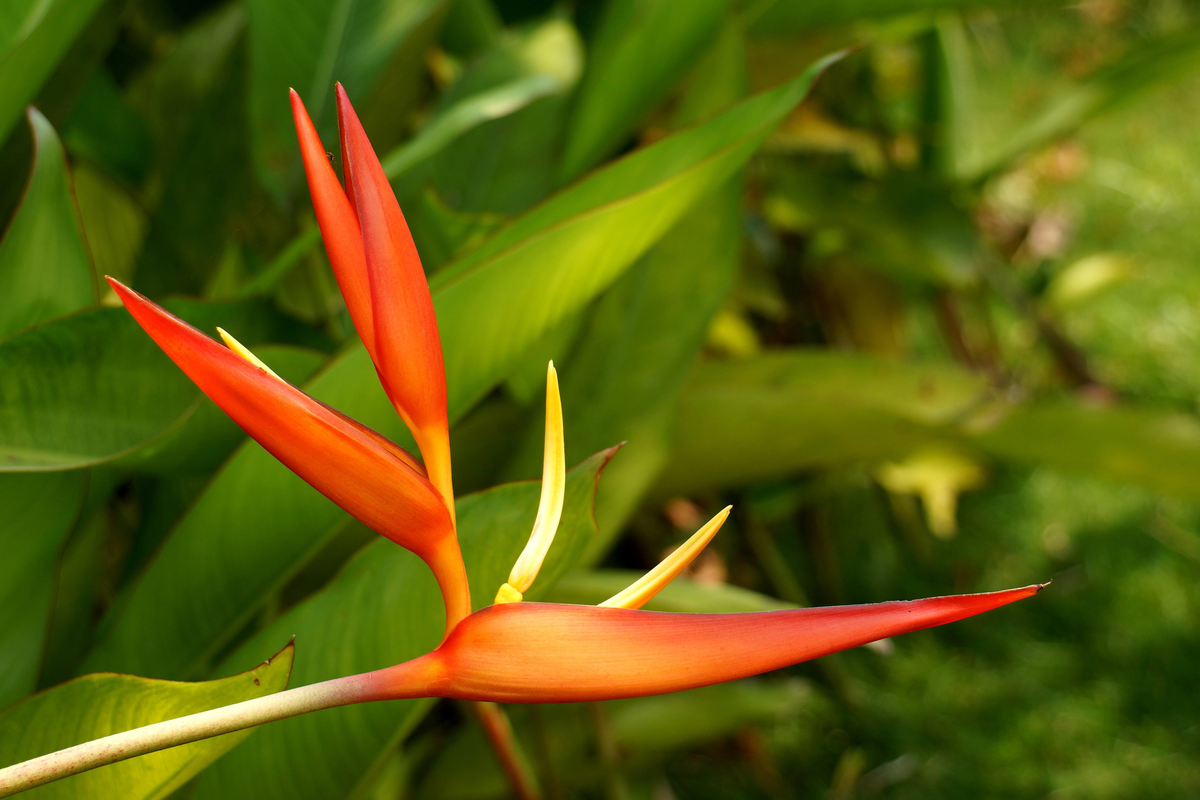  p data-id="txwaaywztlpt">鹤望兰,旅人蕉科鹤望兰属多年草本植物,无