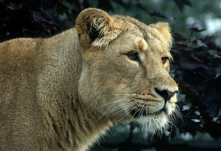 7米,体重170-300千克,是现今只存活在印度的狮子亚种.