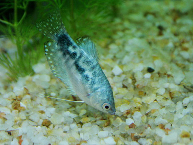 学名丝鳍毛足鲈( i>trichogaster trichopterus /i>),又名蓝线鳍鱼,蓝