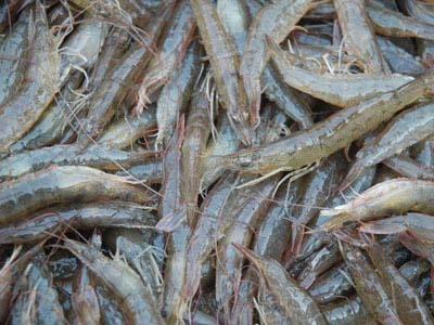  p data-id="tirg13qo0efd">沙虾是十足目对虾