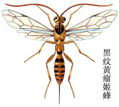 黑纹黄瘤姬蜂