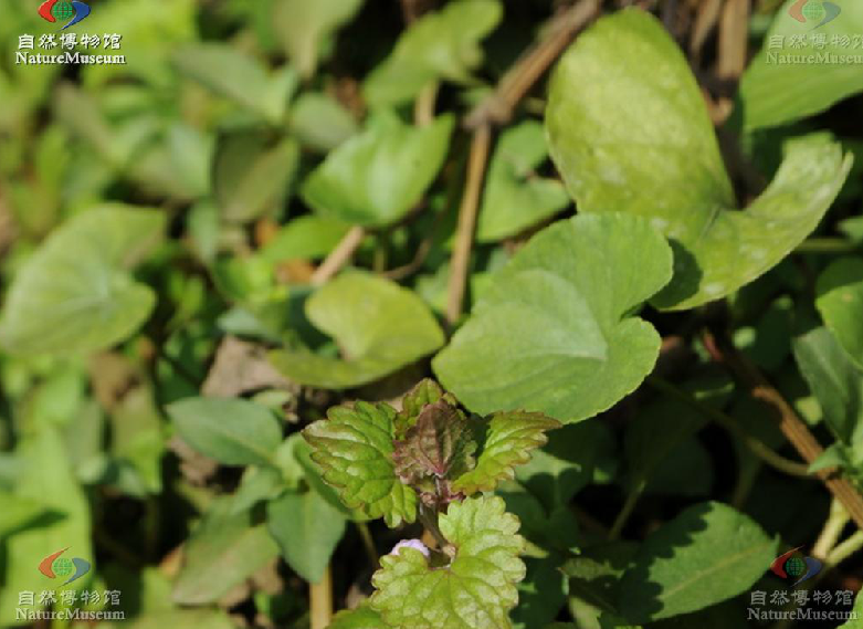  p>日本活血丹(学名:glechoma grandis (a. gray) kupr.