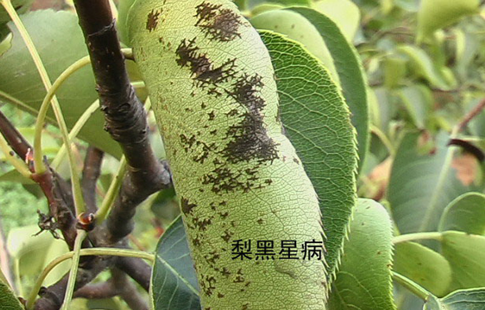 疮痂病,梨雾病,梨斑病,是由梨黑星病菌侵染所引起的,发生在梨树上的
