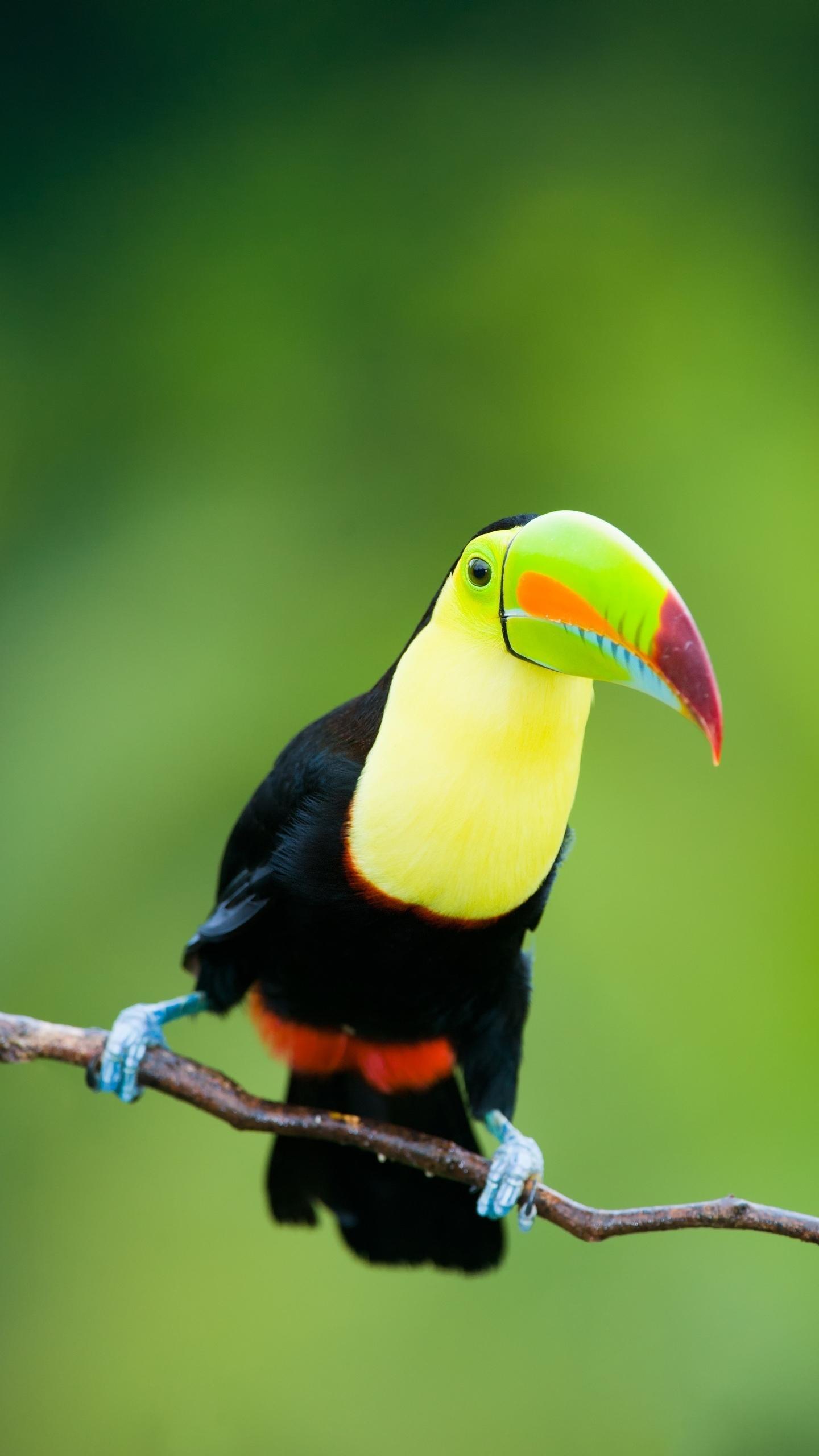 p>鵎鵼(学名:toucans):又名巨嘴鸟.