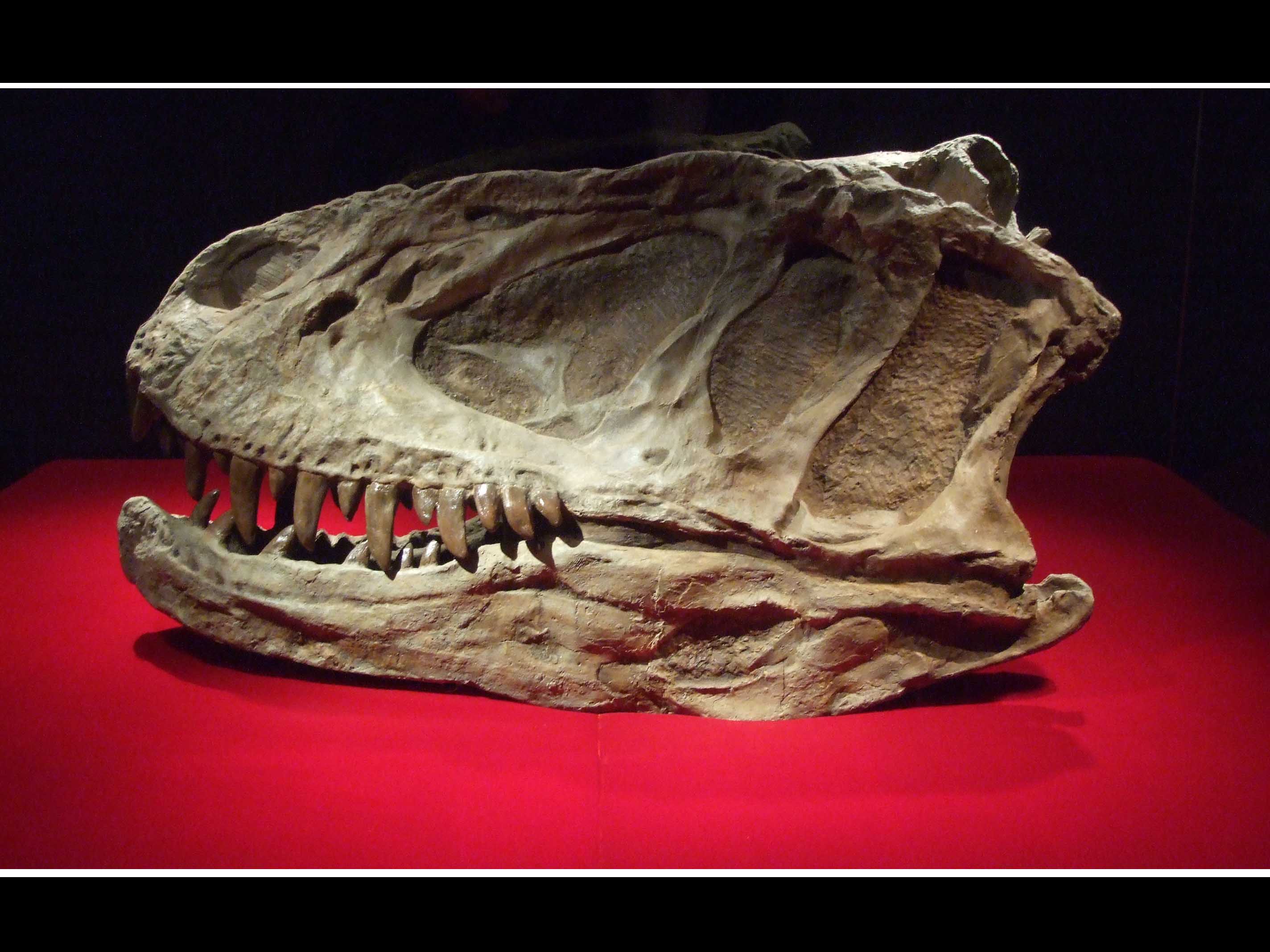 永川龙(yangchuanosaurus)